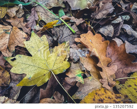 Colorful autumn leaves on the ground, showcasing fall beauty. Colorful autumn leaves on the ground, showcasing fall beauty. 135207592