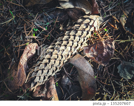 Pinecone on forest ground surrounded by leaves and needles. Pinecone on forest ground surrounded by leaves and needles. 135207607