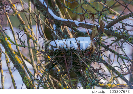 Close-up of an empty bird's nest hidden among intertwined willow or shrub branches. The branches are covered with a layer of fresh snow. Atmosphere of silence and winter peace in the forest. Captured  135207678