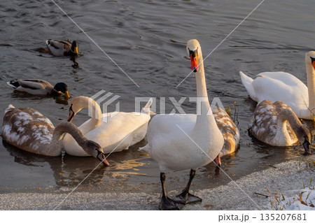An adult white mute swan and grey cygnets with a flock of ducks on the edge of a pond. The composition emphasizes care for offspring and family bonds in wildlife. Captured in a city park, An adult white mute swan and grey cygnets with a flock of ducks on the edge of a pond. The composition emphasizes care for offspring and family bonds in wildlife. Captured in a city park, 135207681
