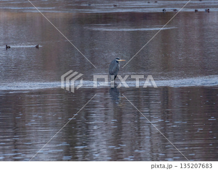 Long shot of a Grey Heron (Ardea cinerea) standing on the edge of ice in the middle of a river. The smooth water surface creates a clear mirror reflection of the bird. Minimalistic winter landscape in Long shot of a Grey Heron (Ardea cinerea) standing on the edge of ice in the middle of a river. The smooth water surface creates a clear mirror reflection of the bird. Minimalistic winter landscape in 135207683