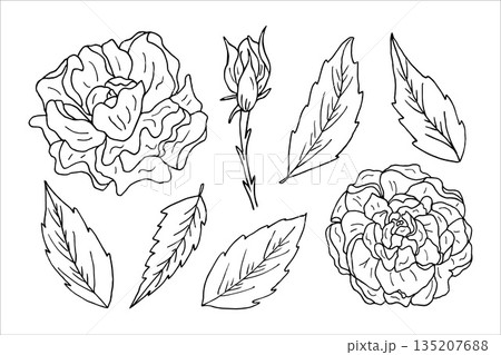 A set of peony flowers, leaves, and buds in the form of outlines. Botanical monochrome design for wedding invitations, tattoos, and coloring pages. Line art sketches of flowering plants 135207688