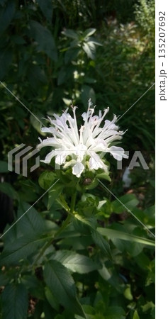 初夏に咲く育てやすいハーブ 135207692