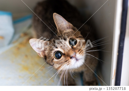 Curious shelter feline, Petting appeal of cautious tabby in confined shelter location Curious shelter feline, Petting appeal of cautious tabby in confined shelter location 135207718