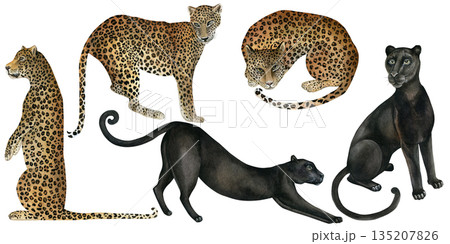 Panthers and leopards. Hand-drawn watercolor illustrations isolated on a white background. Set of watercolor designs for textiles, wallpaper, prints, and banners. 135207826
