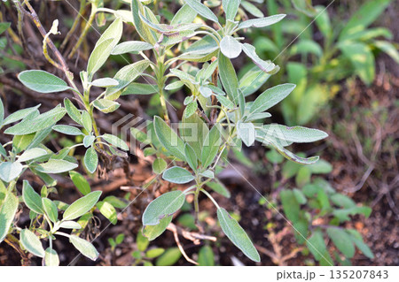 モスカールドパセリ 135207843