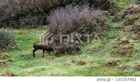 Lonely red deer stag during the rut in County Donegal, Ireland 135207901
