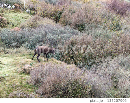 Lonely red deer stag during the rut in County Donegal, Ireland 135207903