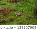 Red deer hinds resting in County Donegal, Ireland 135207905