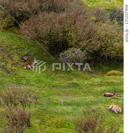 Red deer hinds resting in County Donegal, Ireland 135207906
