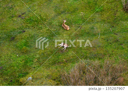 Red deer hinds resting in County Donegal, Ireland 135207907