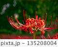 赤い彼岸花 135208004