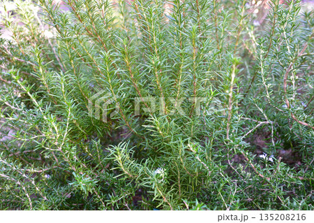 ローズマリー 135208216