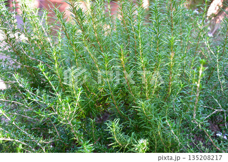 ローズマリー 135208217
