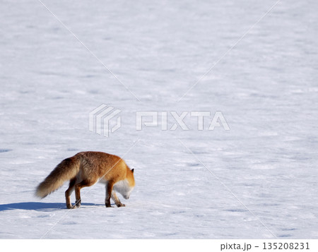 雪原を歩くキタキツネ 135208231