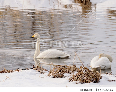 沼に浮かぶオオハクチョウ 135208233