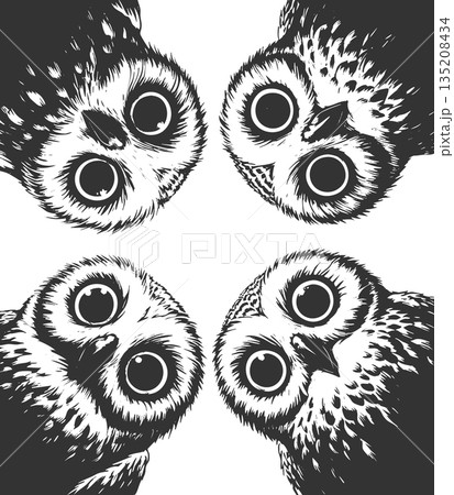 Curious Owls Looking Down engraving sketch vector 135208434
