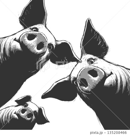 Curious Pigs Looking Down engraving sketch vector Curious Pigs Looking Down engraving sketch vector 135208466
