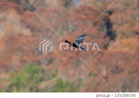 晩秋、紅葉バックに飛翔するハシブトガラス01 135208530