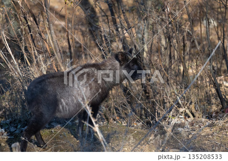晩秋、お山のカモシカ 晩秋、お山のカモシカ 135208533