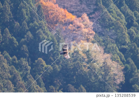 晩秋、紅葉バックに帆翔するクマタカ成鳥01 135208539