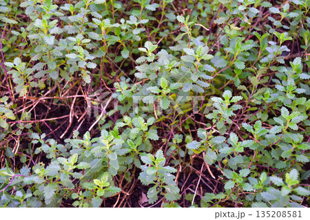 ウォール・ジャーマンダー ウォール・ジャーマンダー 135208581