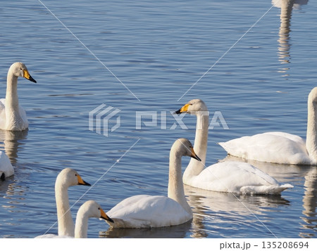 沼に浮かぶオオハクチョウ 135208694