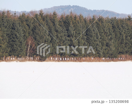 雪原と防風林の風景 135208698