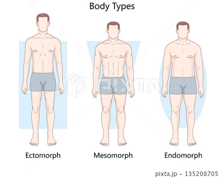 Male body types ectomorph mesomorph endomorph 135208705