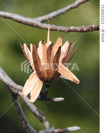 ユリノキ（百合の木）の果実：種子が落ちる段階 135208812