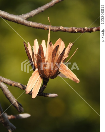 ユリノキ（百合の木）の果実：種子が落ちる段階 135208813
