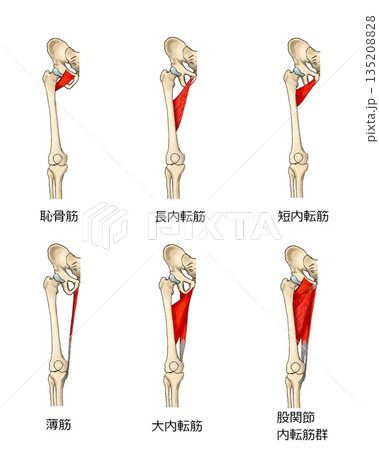 股関節内転筋群 135208828