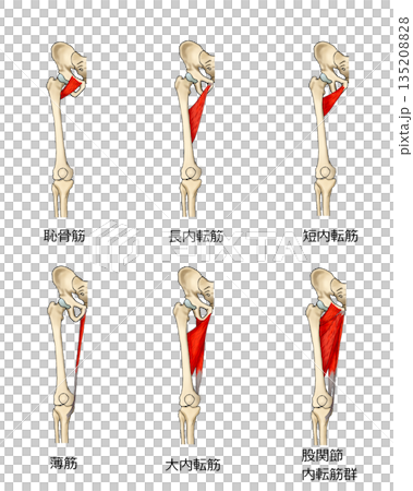 股関節内転筋群 135208828
