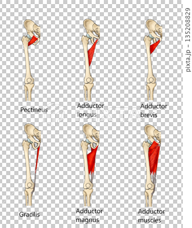 Hip adductor muscles (English name) 135208829
