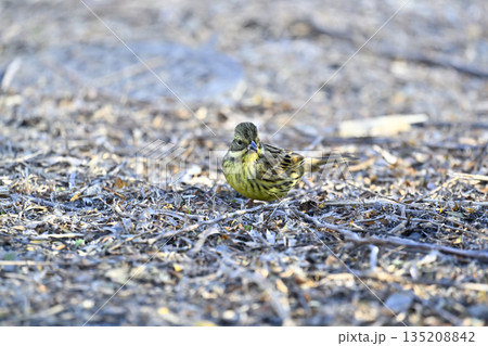 アオジ　野鳥 135208842
