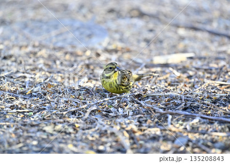 アオジ 野鳥 アオジ 野鳥 135208843