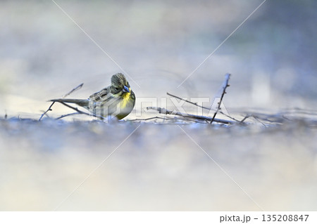 アオジ 野鳥 アオジ 野鳥 135208847