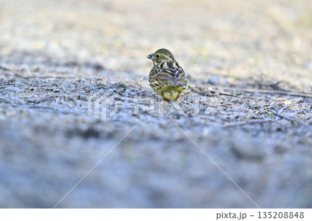 アオジ 野鳥 アオジ 野鳥 135208848