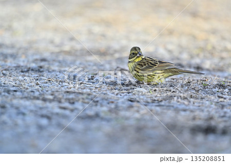 アオジ　野鳥 135208851