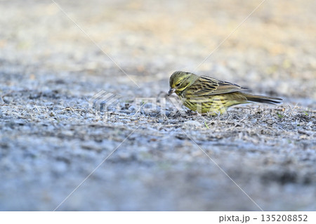 餌を食べる野鳥 アオジ 餌を食べる野鳥 アオジ 135208852