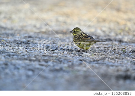 アオジ　野鳥 135208853