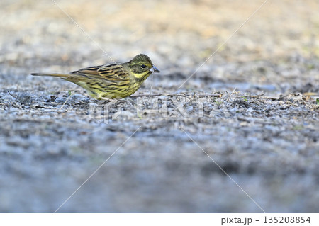 枝をついばむ野鳥　アオジ 135208854