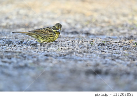 枝をついばむ野鳥 アオジ 枝をついばむ野鳥 アオジ 135208855