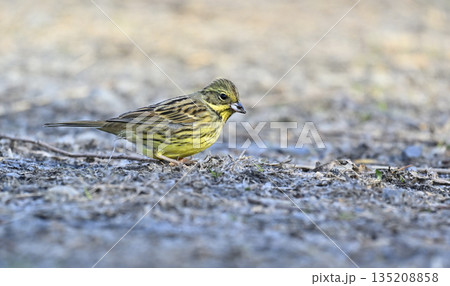 エサを探す野鳥 アオジ エサを探す野鳥 アオジ 135208858