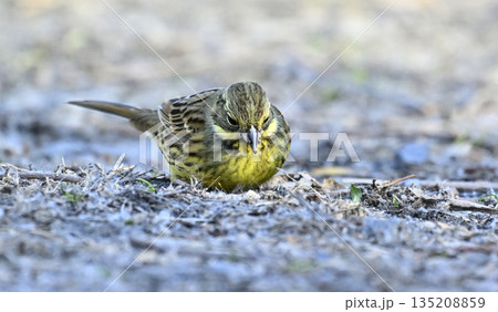 アオジ 野鳥 アオジ 野鳥 135208859