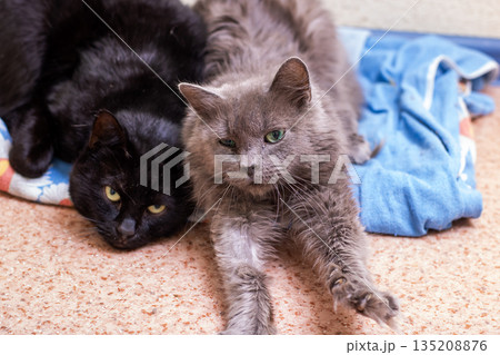 Cats bond peacefully, Two cats in quiet companionship find mutual warmth during recovery period 135208876