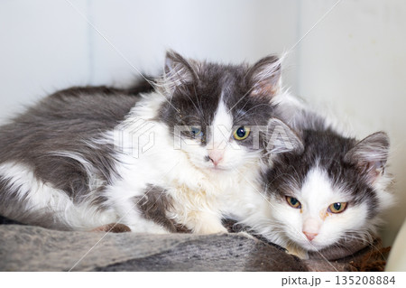 Two feline companions sharing warmth, Grey and white cats resting harmoniously together Two feline companions sharing warmth, Grey and white cats resting harmoniously together 135208884