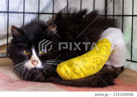 Fluffy cat in cage looks hopeful, Pet kitten in distress trapped inside medical enclosure Fluffy cat in cage looks hopeful, Pet kitten in distress trapped inside medical enclosure 135208886