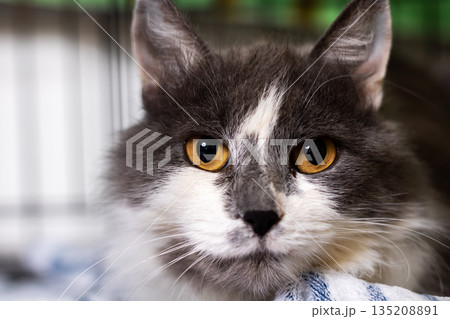 Peaceful gray and white longhaired cat showcasing serene expression and plush fur Peaceful gray and white longhaired cat showcasing serene expression and plush fur 135208891
