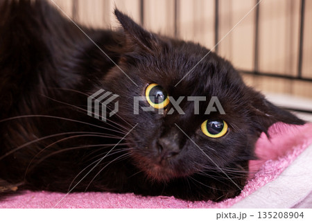 Vigilant black cat with piercing yellow eyes remains still while caregivers provide kind assistance 135208904